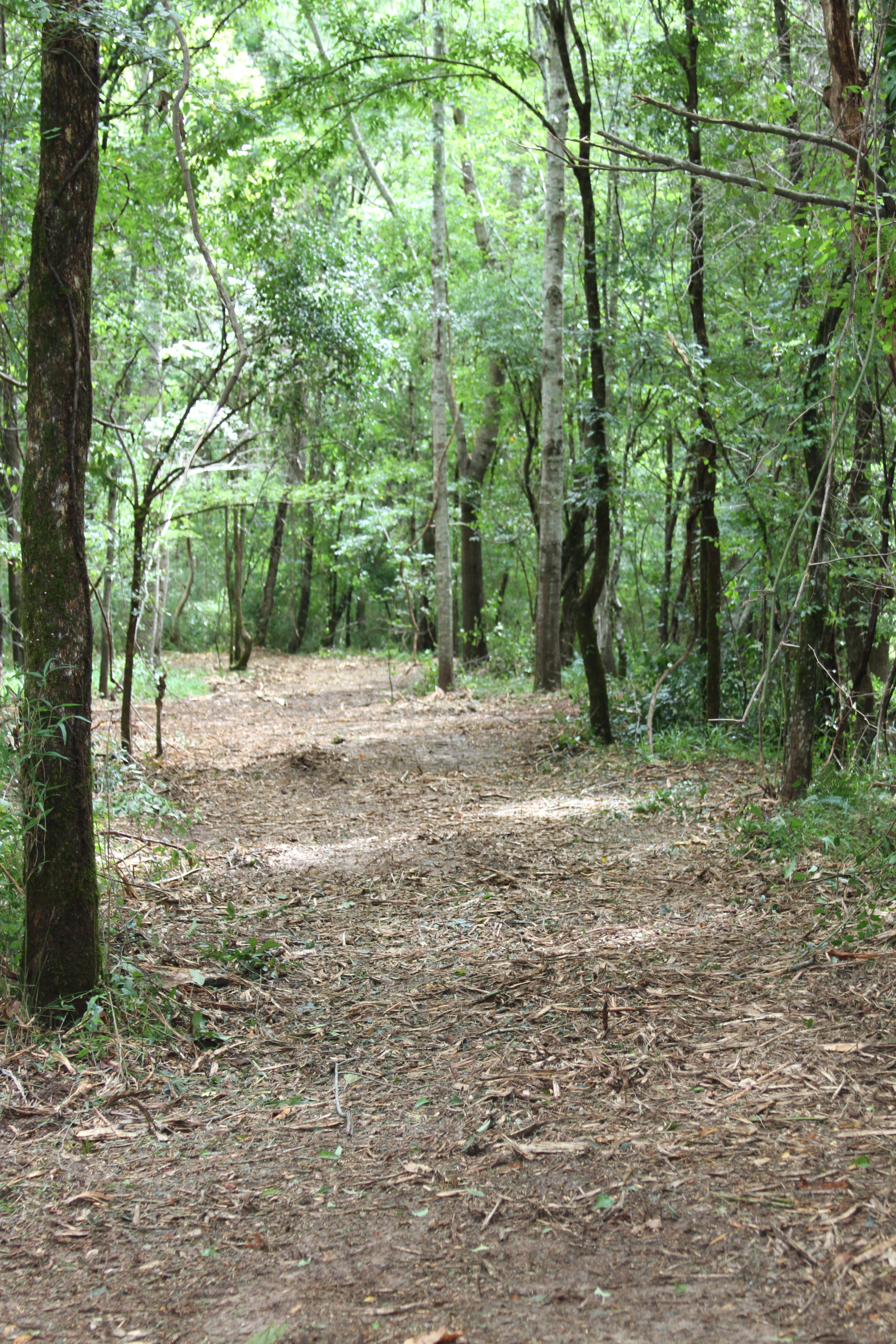 Land clearing project in Middle Georgia — Flatline Forestry job 6