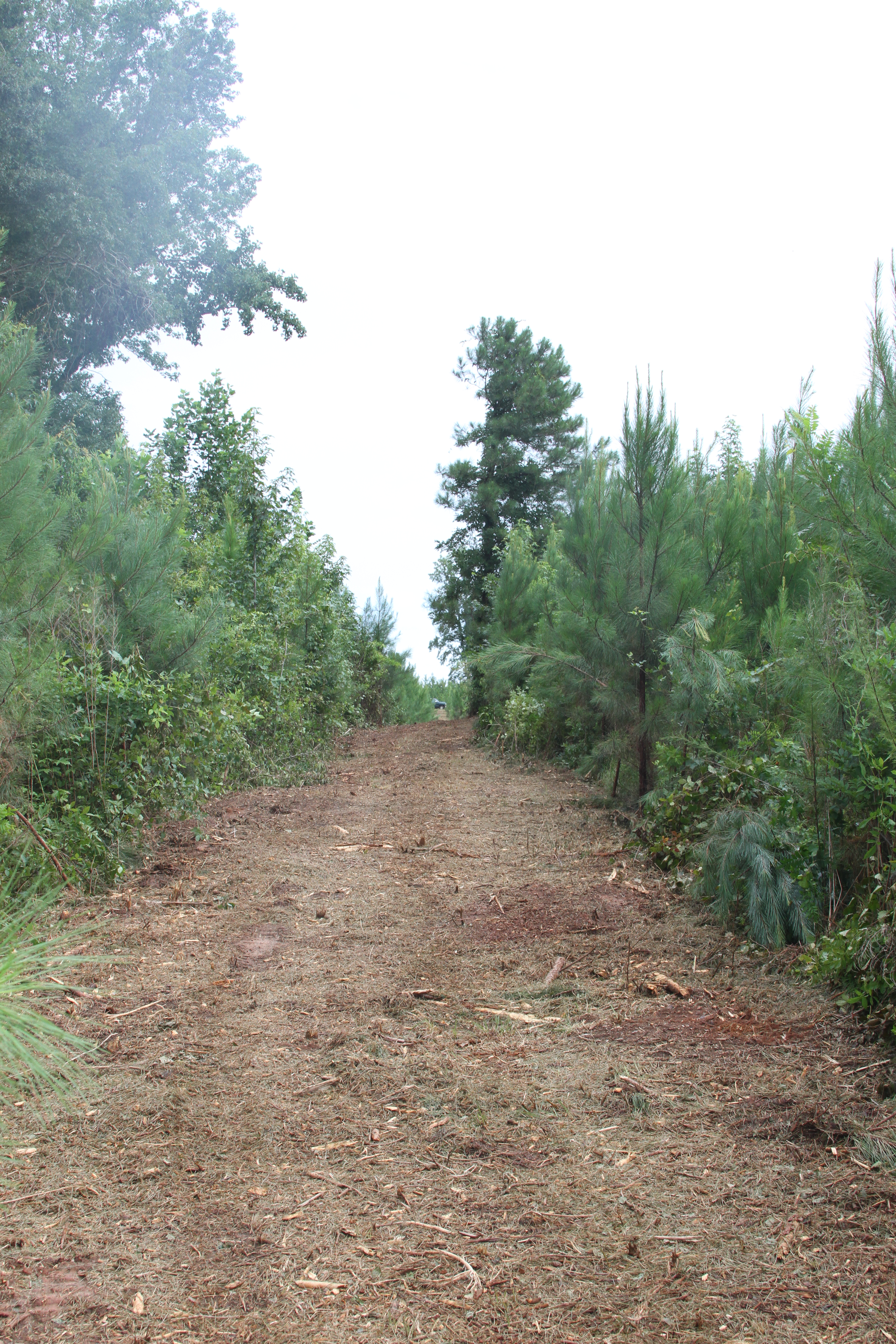 Land clearing project in Middle Georgia — Flatline Forestry job 5