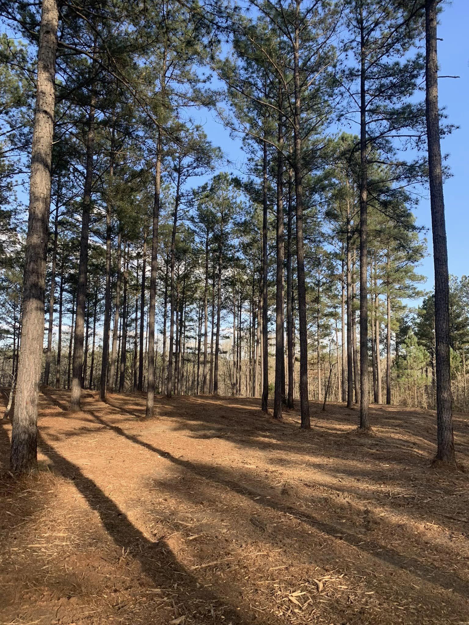 Forestry mulching project in Middle Georgia — Flatline Forestry job 2
